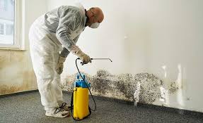 Best Environmental Consulting for Mold Prevention  in Remsenburg Speonk, NY